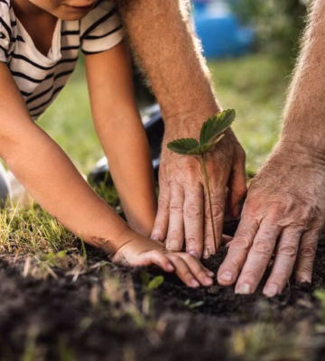 Close up of hands of child and his grandfather planting tree in orchard.