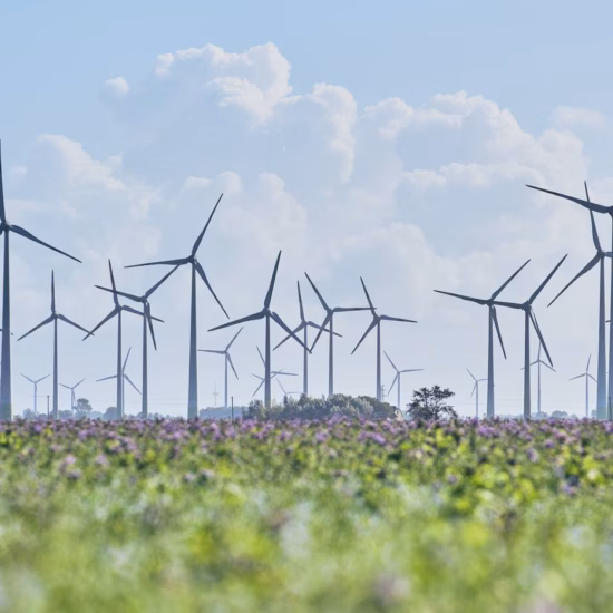 Éoliennes situées dans une vaste zone agricole, visibles au-dessus d’un champ de cultures en fleurs.
