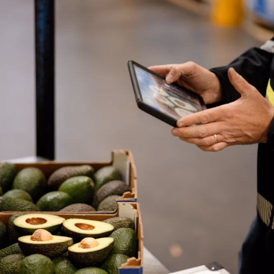 An inventory clerk scans avocados using a handheld tablet in a warehouse or distribution facility.