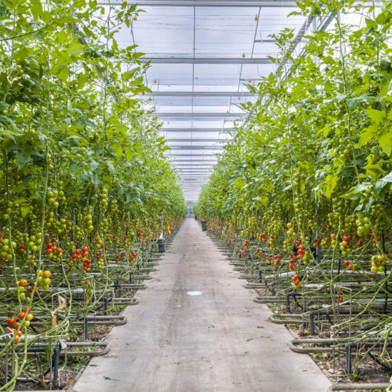 A greenhouse with rows of tomato plants grown on substrate and tomatoes growing along a central walkway.