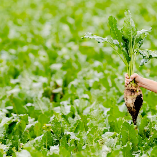 Sugar beets are harvested by hand from a green beet field.