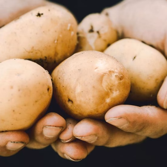 Hände halten frisch geerntete Kartoffeln in den Händen, direkt vom Feld.