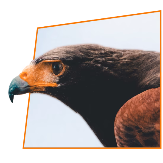 Close-up of a Harris hawk looking attentively.