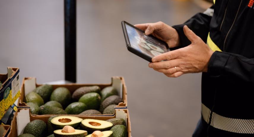 Ein Lagerarbeiter scannt Avocados mit einem Handheld-Tablet in einem Lager oder einer Vertriebsumgebung.