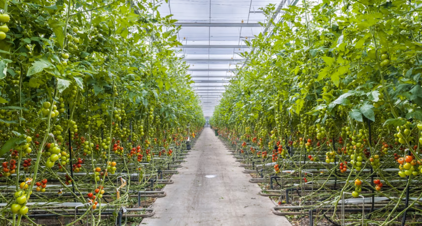 A greenhouse with rows of tomato plants grown on substrate and tomatoes growing along a central walkway.