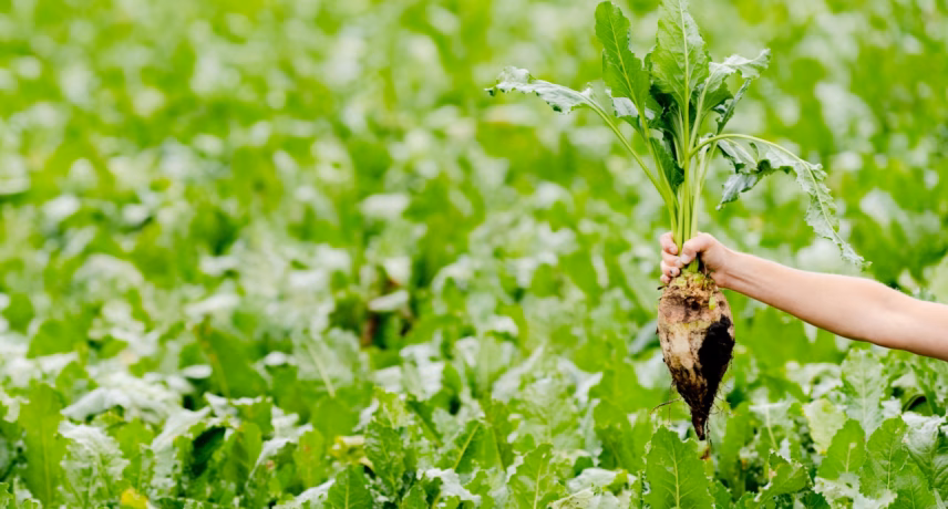 Sugar beets are harvested by hand from a green beet field.