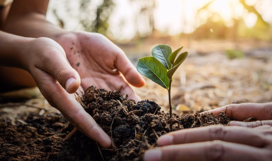 Hands plant a young green seedling in fertile soil as a symbol of sustainability and nature restoration.