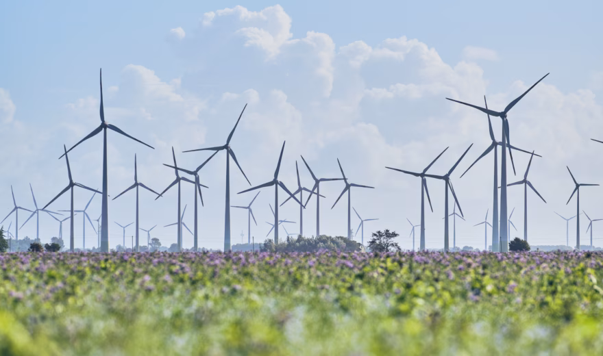 Un grand nombre d'éoliennes sont disséminées dans un paysage ouvert, avec un champ en fleurs au premier plan. L'image illustre la combinaison entre la production d'énergie renouvelable et l'utilisation des terres dans un environnement rural.
