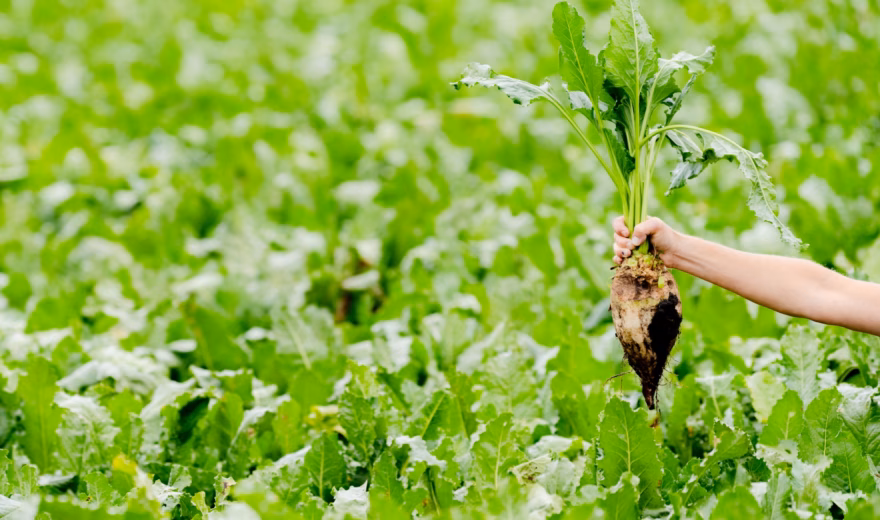 Hand houdt vers geoogste suikerbiet boven een groen landbouwperceel met jonge bietenplanten.